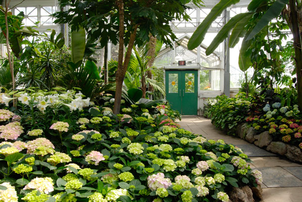 a view of the interior of the Allan Gardens Conservatory, Toronto