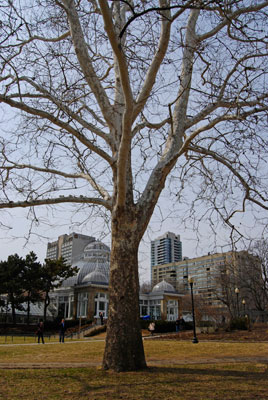 a tree in Allan Gardens with the conservatory in the distance