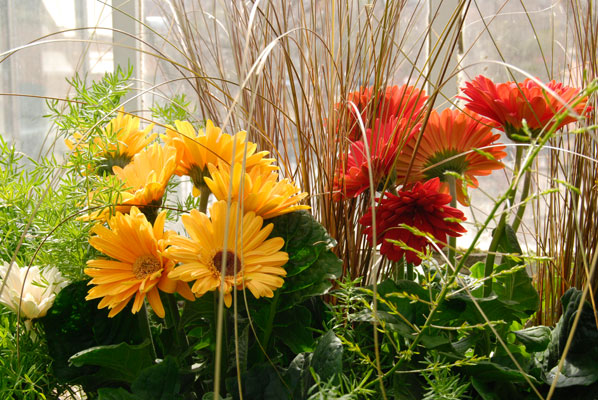 yellow and red flowers infront of a window in the Allan Gardens Conservatory