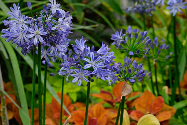 blue flowers with a background of green and orange