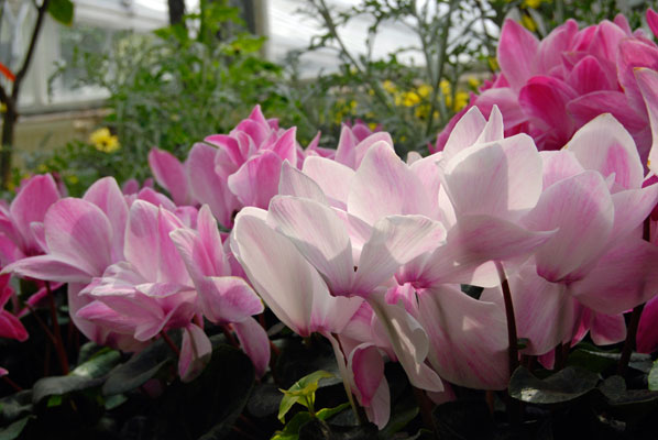 a close-up of pink Cyclamen inside the conservatory