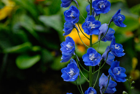 close-up of a brilliant blue delphinium