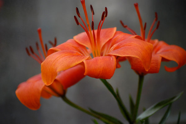 a red lily
