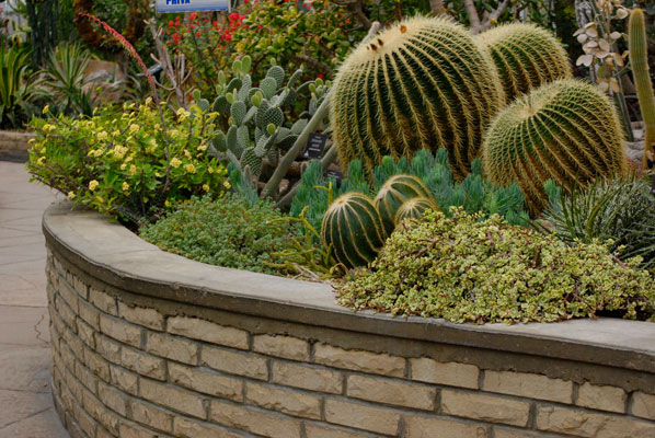 a raised bed of cacti and succulents in the Arid House at Allan Gardens Conservatory