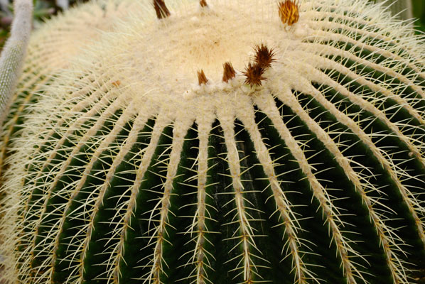 close-up of a spherical cactus
