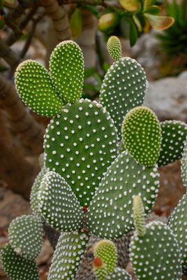 a green cactus