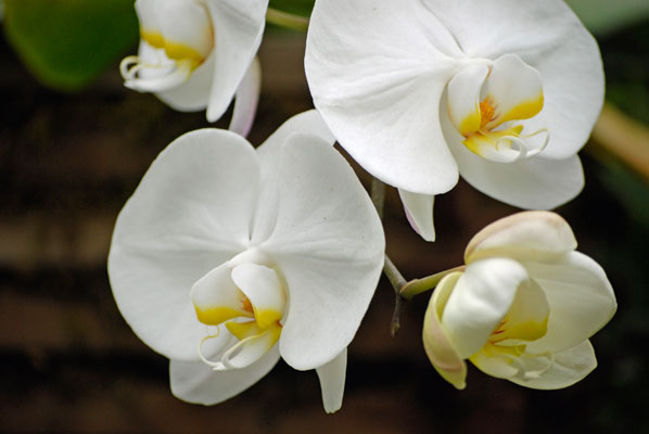 close-up of a white orchid