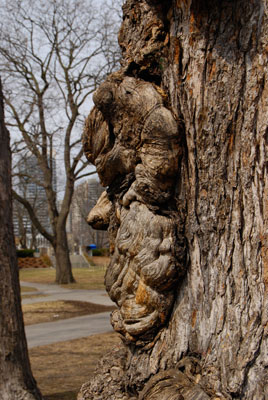 the gnarled trunk of a tree in Toronto's Allan Gardens