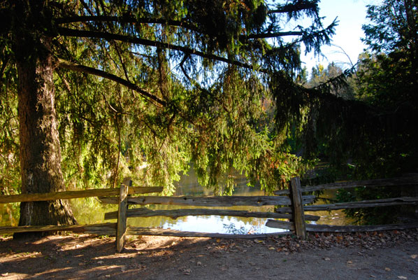 a glimpse of the river behind tree branches and rail fence