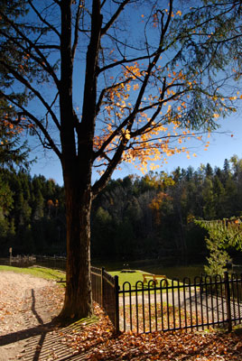 a tree on the river bank