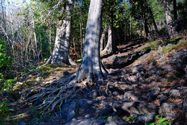tree roots cross the path of the gorge loop trail at Belfountain Conservation Area
