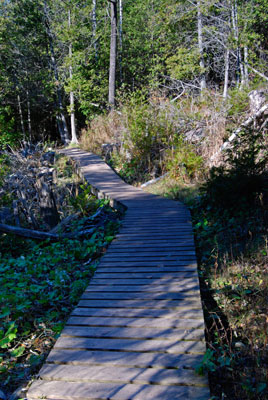 a boardwalk winds among trees on the gorge loop trail