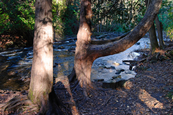 a view of the river beyond some trees in the river valley