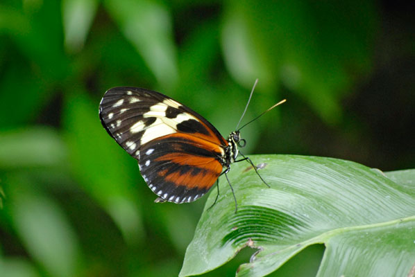 a butterfly with pretty black, white and bronze coloured wings pauses on a leaf