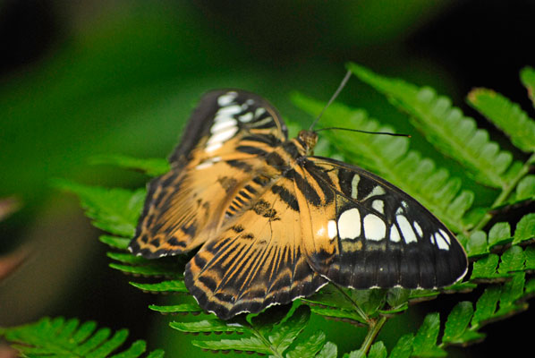 a butterfly pauses on a leaf with wings spread