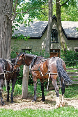 Mennonite horses outside an old house in Elora