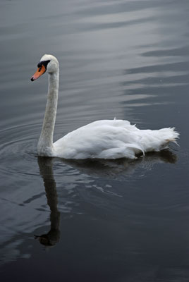 a swan on the river