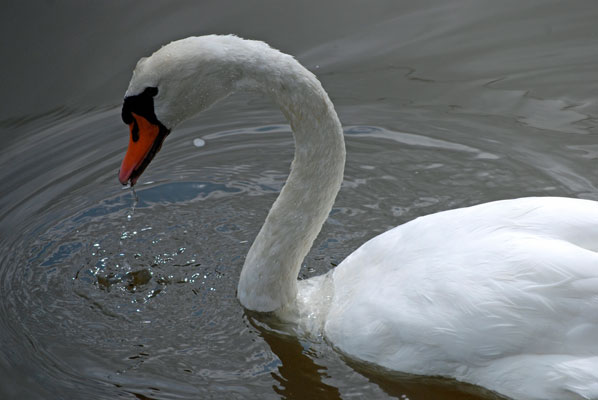close-up of swan
