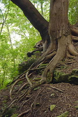 tree roots twist over rock near the quarry