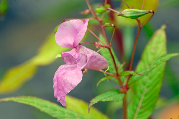 close-up photo of a wildflower