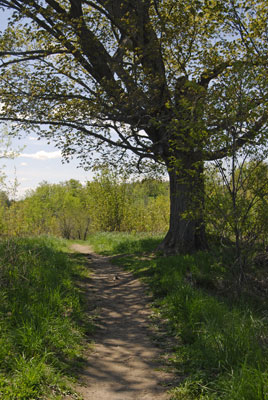 a tree casts shadows on the path