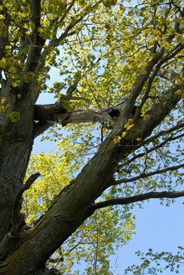 branches of a tree at Forks of the Credit Provincial Park