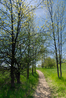 a trail curves away through some trees