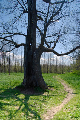 an old tree with a hole in its trunk