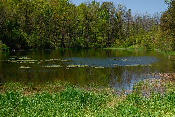 lily pads on a pond at Forks of the Credit Provincial Park