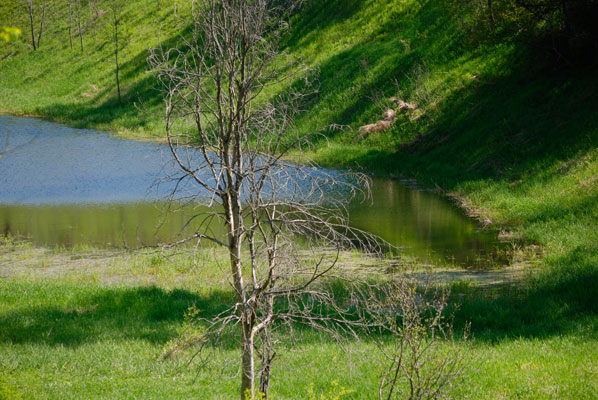 a pond and hillside behind a tree