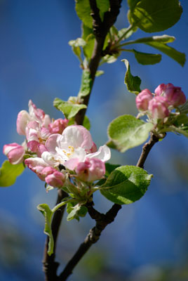 a close-up of apple blossoms at Forks of the Credit Provincial Park