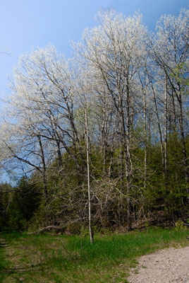 a stand of trees with silvery foliage against the blue sky