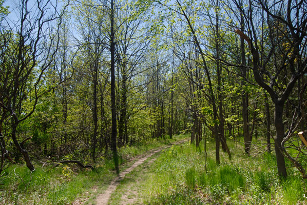 the trail curves through a stand of sumac