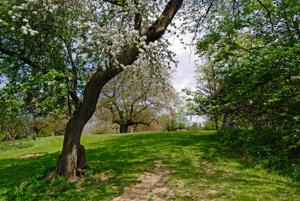 old apple trees arch over the path up the hillside