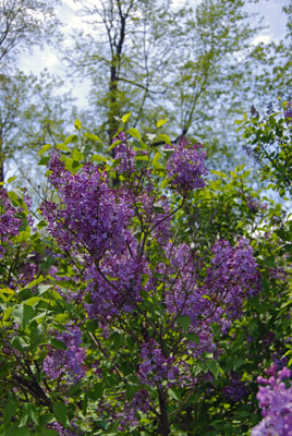 purple lilac blossoms in the Arboretum at the Royal Botanical Gardens near Hamilton, Ontario