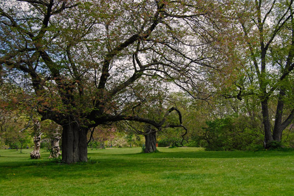 some old trees in the Arboretum