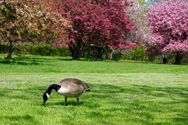 close-up of a Canada goose with bright crabapple trees in the background