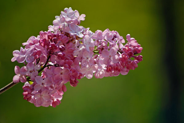 a close up of pink lilac flowers
