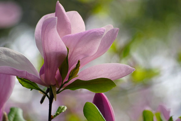 close-up of magnolia blossoms