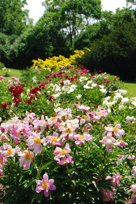 peony beds in the Laking Garden