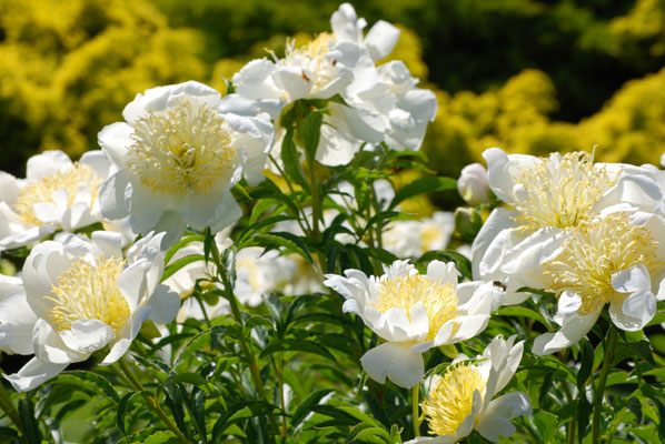 close-up of white peonies in sunlight