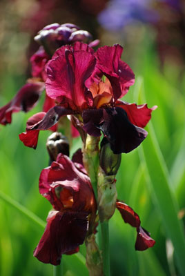 close-up of a deep red iris