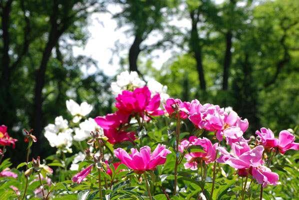 sunlight shines through bright white and pink peonies