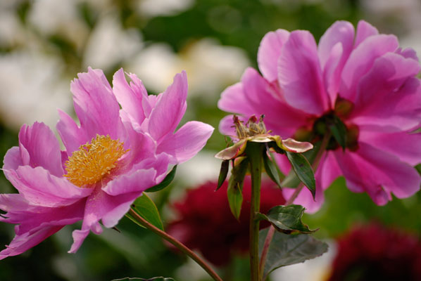 close-up of pink peony
