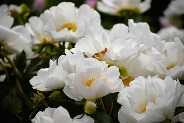 close-up of white peonies