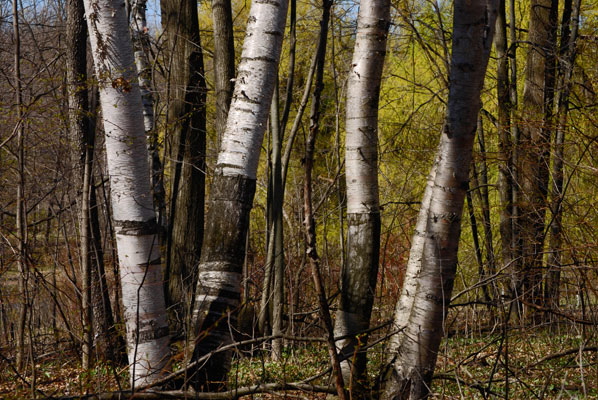 white tree trunks in Terra Cotta Conservatio area