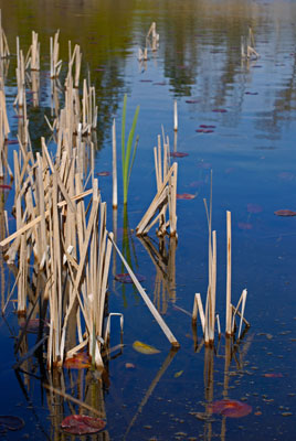 a close up of reeds in the pond